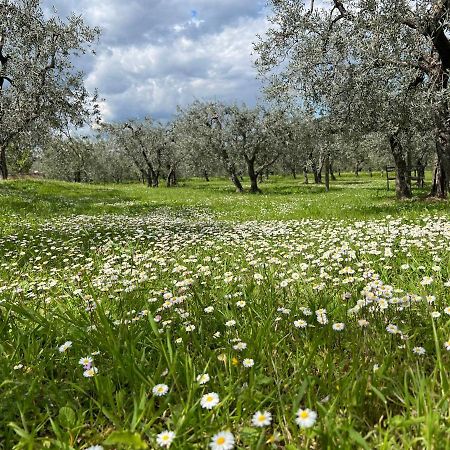La Casa Di Demetra. Un Paradiso Tra Gli Olivi. Montecchio  Buitenkant foto