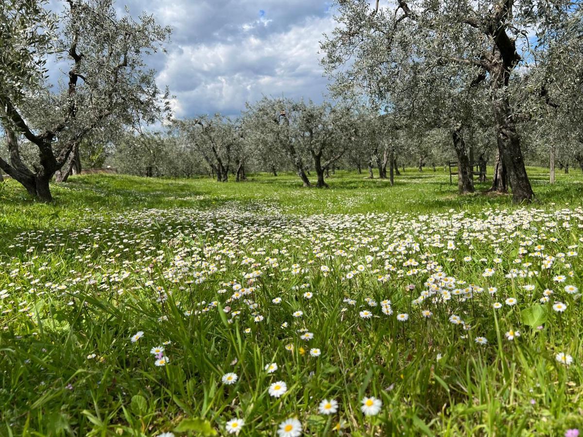 La Casa Di Demetra. Un Paradiso Tra Gli Olivi. Montecchio  Buitenkant foto