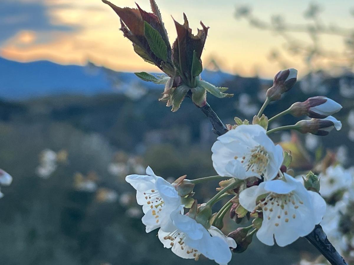 La Casa Di Demetra. Un Paradiso Tra Gli Olivi. Montecchio  Buitenkant foto